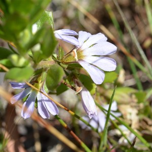 Scaevola albida