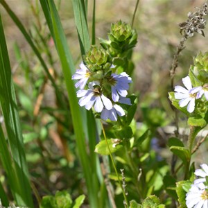 Scaevola albida