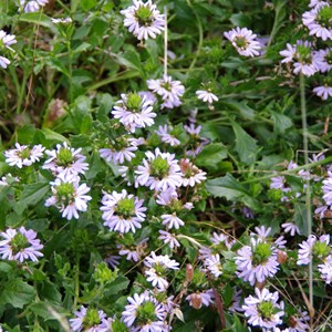 Scaevola albida