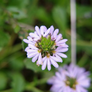 Scaevola albida