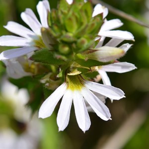 Scaevola albida