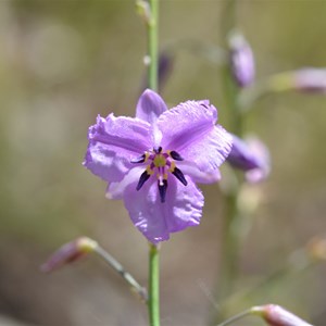 Arthropodium strictum