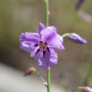 Arthropodium strictum