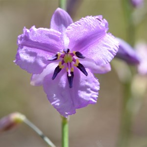 Arthropodium strictum