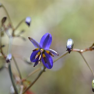 Dianella revoluta