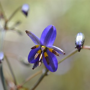 Dianella revoluta