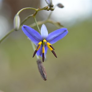 Dianella revoluta