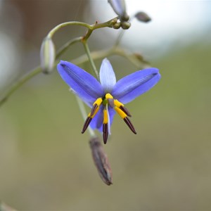 Dianella revoluta