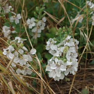 Goodenia albiflora