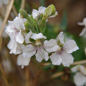 Goodenia albiflora