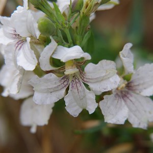 Goodenia albiflora