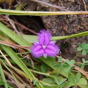 Thysanotus patersonii