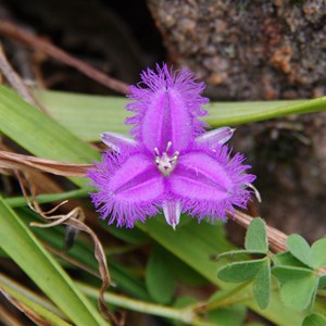 Thysanotus patersonii