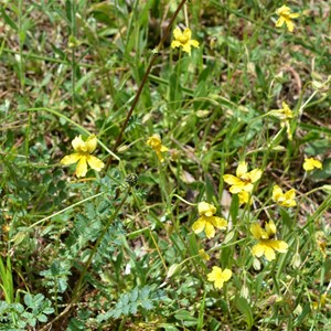 Goodenia blackiana