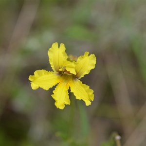 Goodenia blackiana