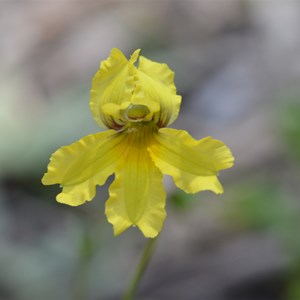 Goodenia blackiana