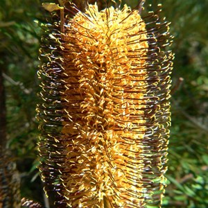 Banksia spinulosa