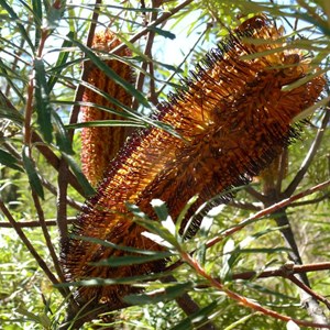 Banksia spinulosa, Girraween NP, Qld