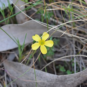 Oxalis perennans