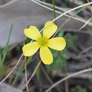 Oxalis perennans