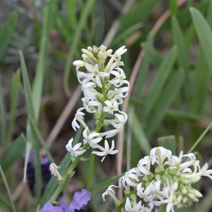 Stackhousia monogyna