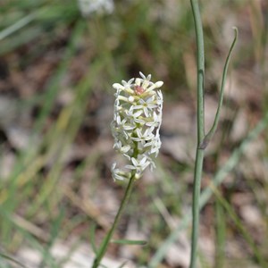Stackhousia monogyna