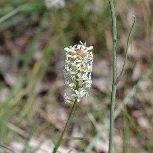 Stackhousia monogyna