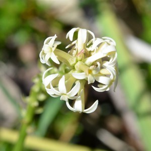 Stackhousia monogyna