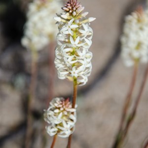 Stackhousia monogyna