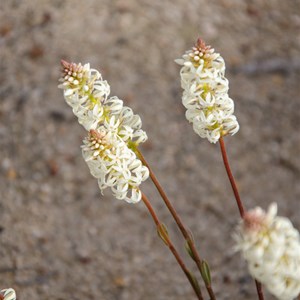 Stackhousia monogyna