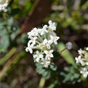 Pimelea  humilis