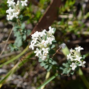 Pimelea  humilis