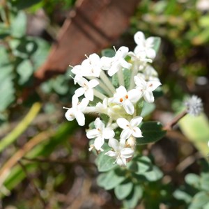 Pimelea  humilis