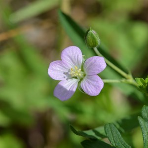 Geranium potentilloides
