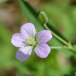 Geranium potentilloides