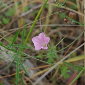  Convolvulus remotus