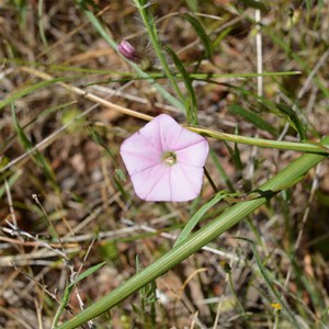  Convolvulus remotus 