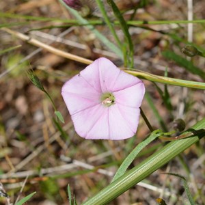  Convolvulus remotus 