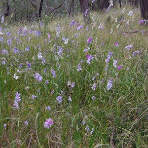 Caesia calliantha