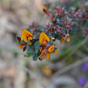 Pultenaea largiflorens