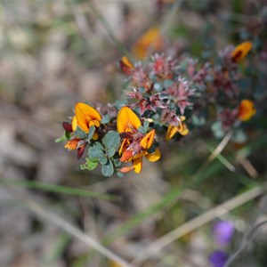 Pultenaea largiflorens