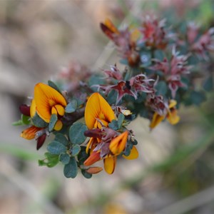 Pultenaea largiflorens