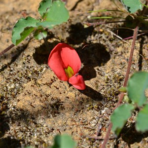 Kennedia prostrata