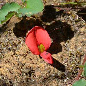 Kennedia prostrata