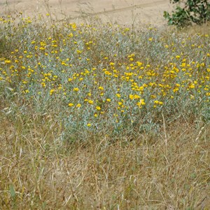 Chrysocephalum apiculatum