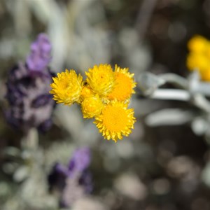 Chrysocephalum apiculatum