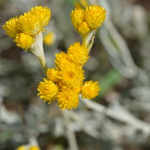 Chrysocephalum apiculatum