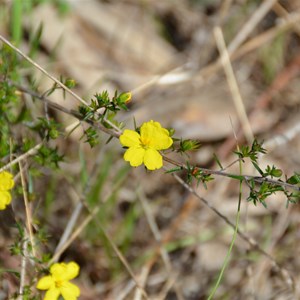 Hibbertia exutiacies