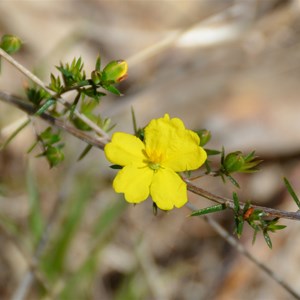 Hibbertia exutiacies