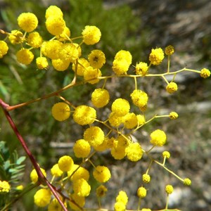 Acacia terminalis